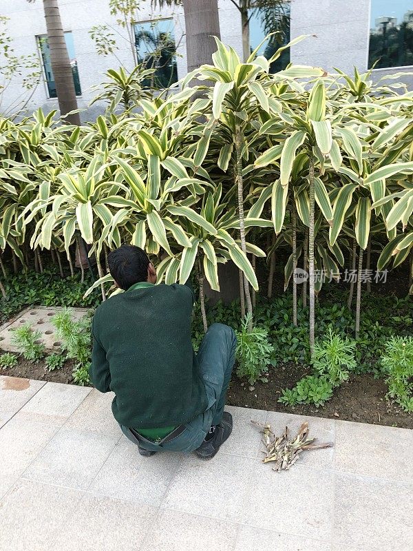 印度北方邦新德里办公室，蹲伏的印度园丁正在修剪花园边缘的植物/清除枯叶，杂色的冬虫夏草室内植物